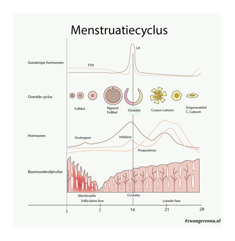 Menstruatiecyclus