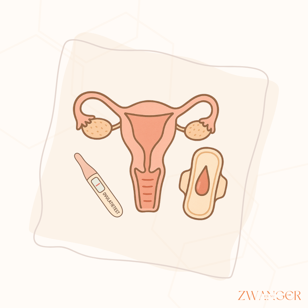 Heb je altijd een ovulatie als je ongesteld bent