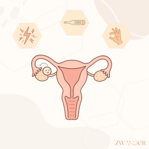 Hoe herken je jouw ovulatie