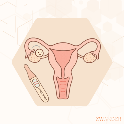 Hoe snel na een positieve ovulatietest volgt de eisprong
