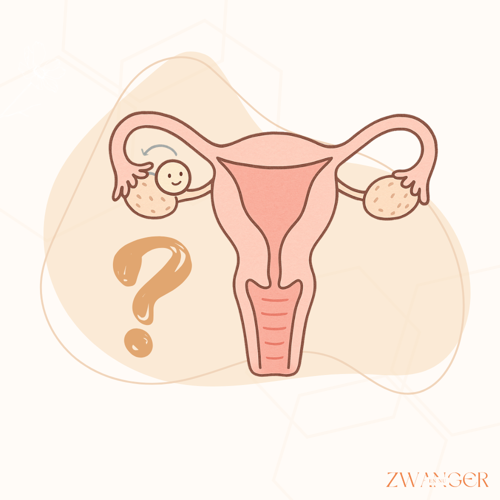Hoe werkt de ovulatie