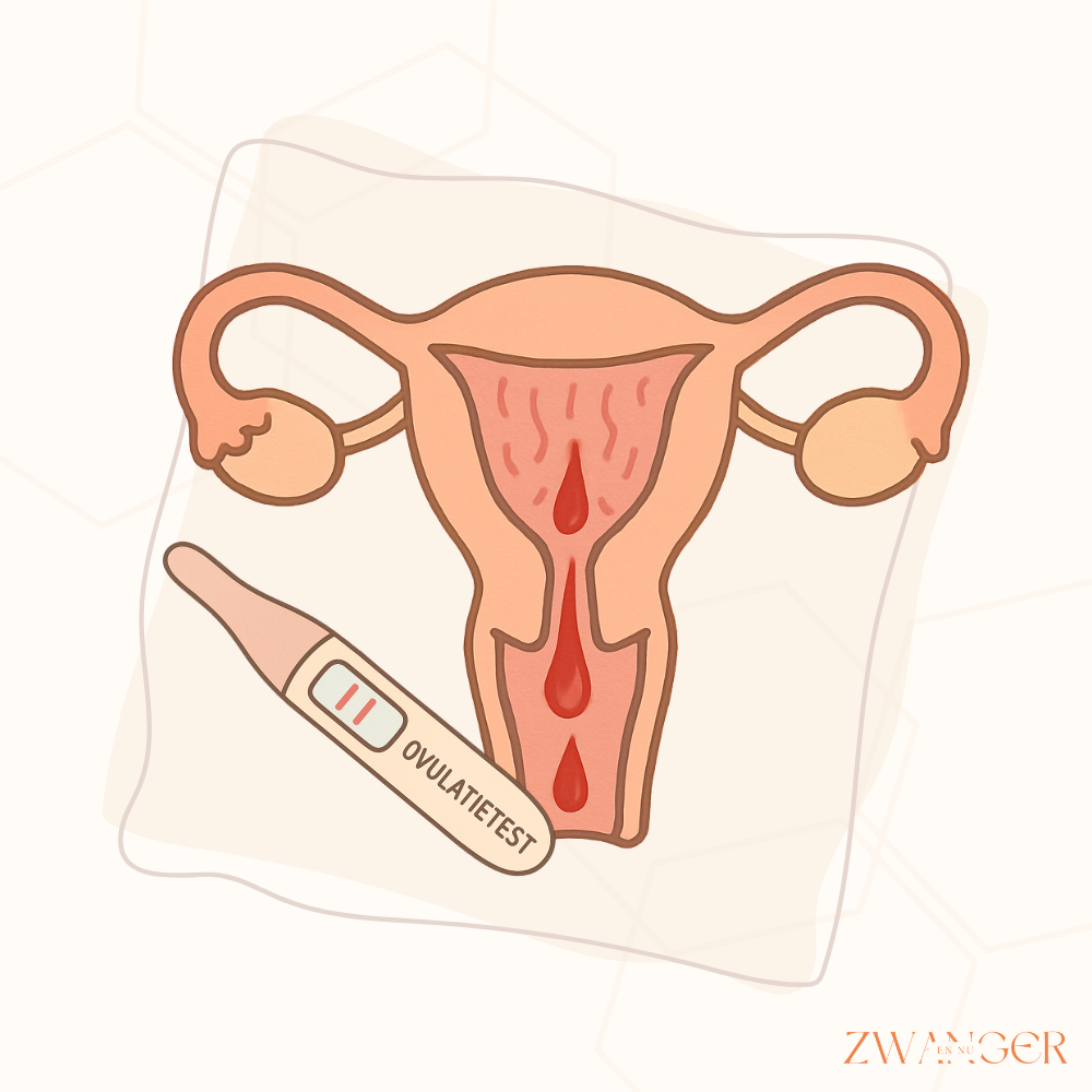 Hoeveel dagen na een positieve ovulatietest word je ongesteld