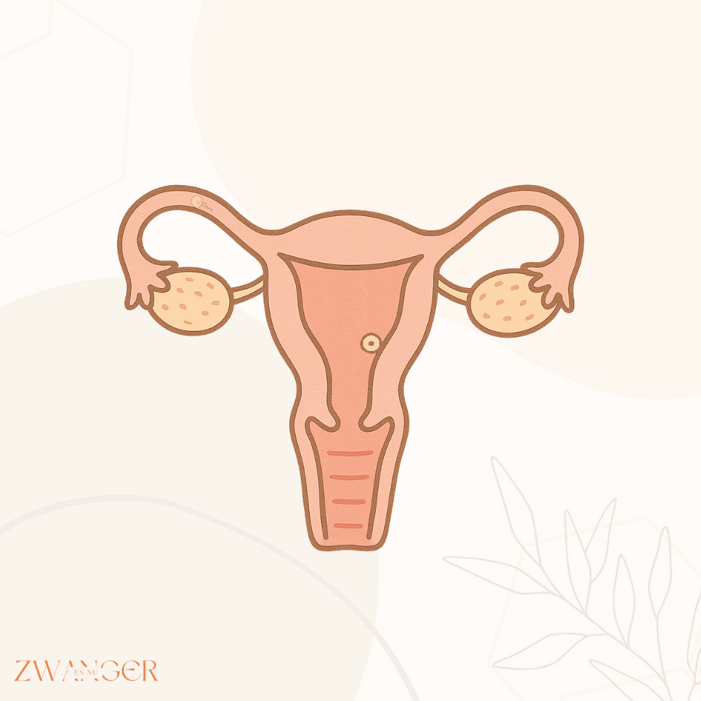 Wanneer is de innesteling na ovulatie