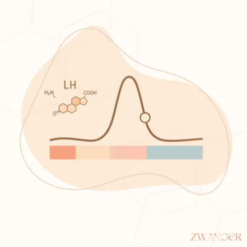 Wat meet een ovulatietest