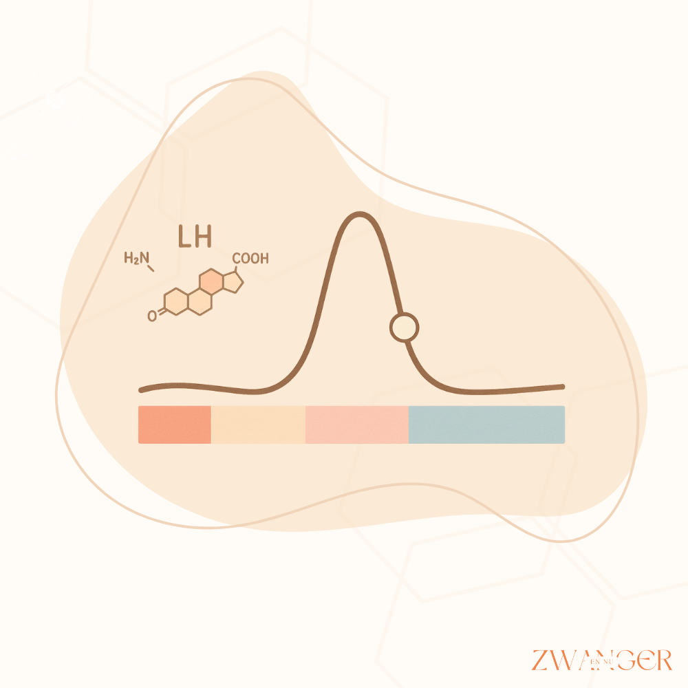 Wat meet een ovulatietest